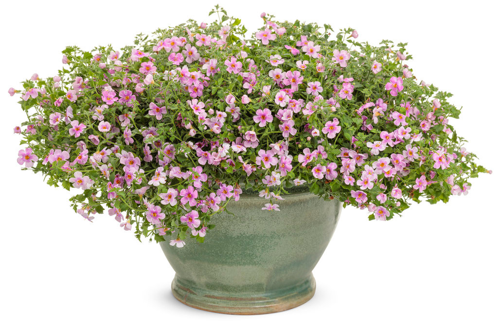 Snowstorm® Pink Bacopa | Plant Addicts