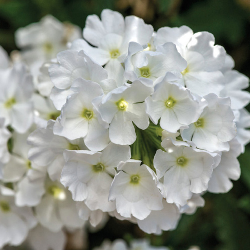花ページ Lanai® White Verbena | Plant Addicts