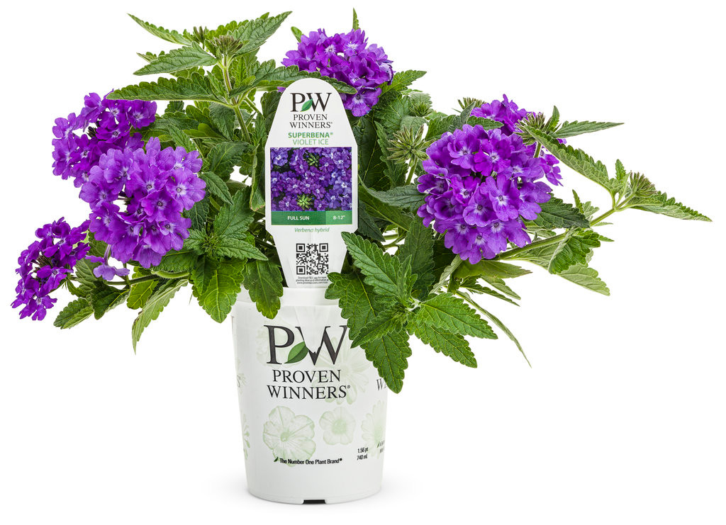 Superbena_Violet_Ice_Verbena_i