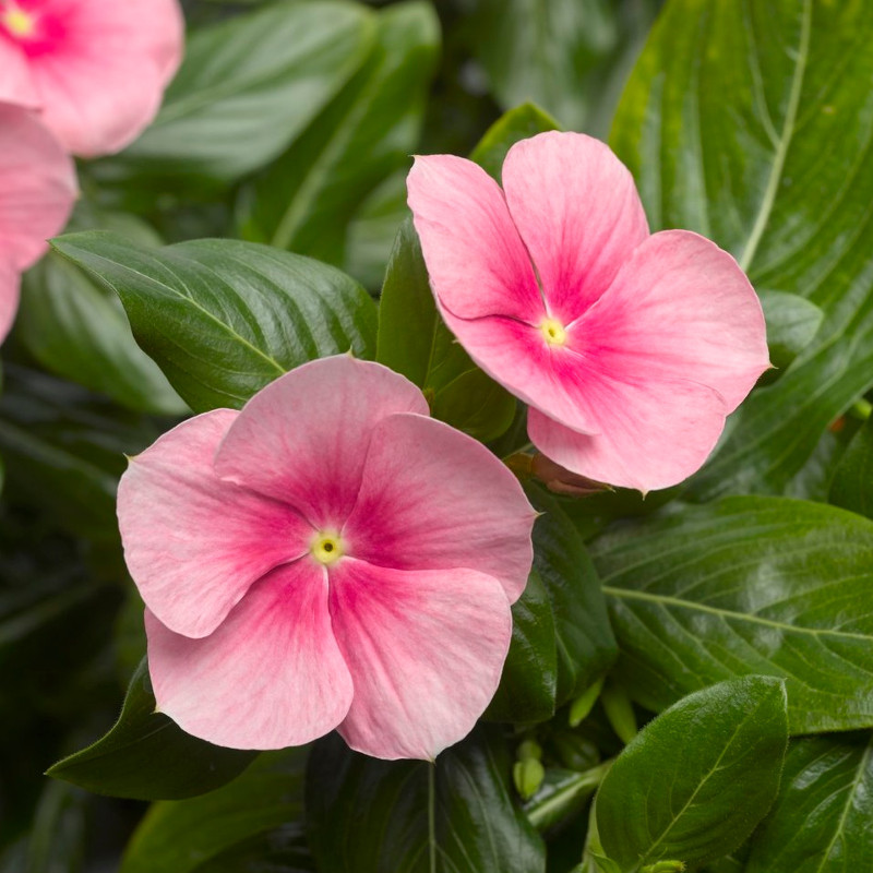 Cora® Cascade Shell Pink® Vinca | Plant Addicts