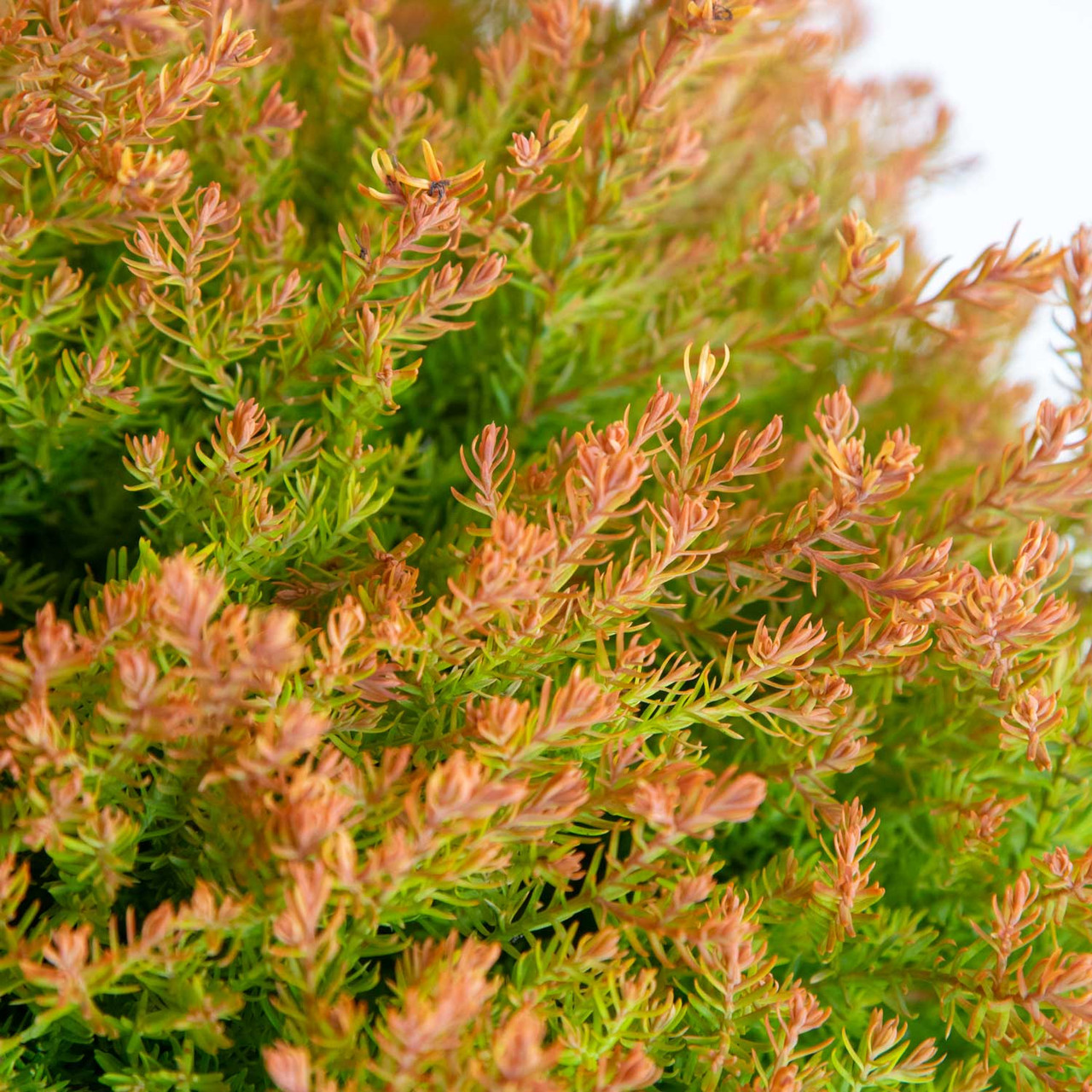 Fire Chief Arborvitae | PlantsAddict.com