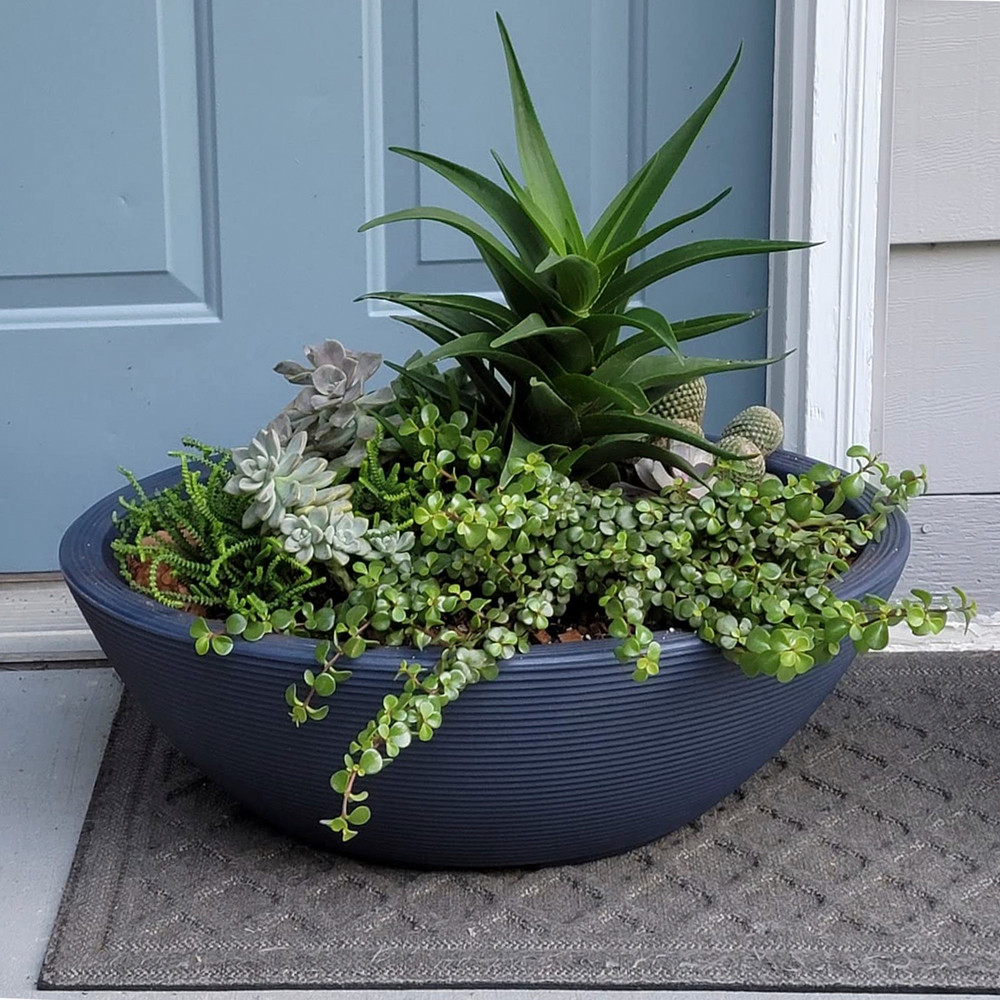 green snake plant 6'' Snake Plant Black Coral