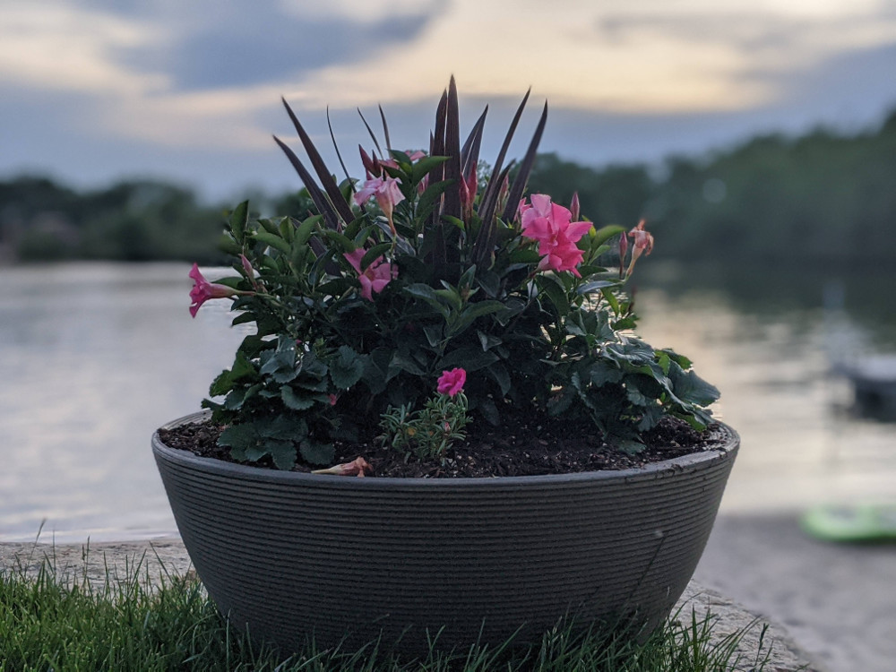 Delano Bowl Planter - Crescent Garden | Plant Addicts