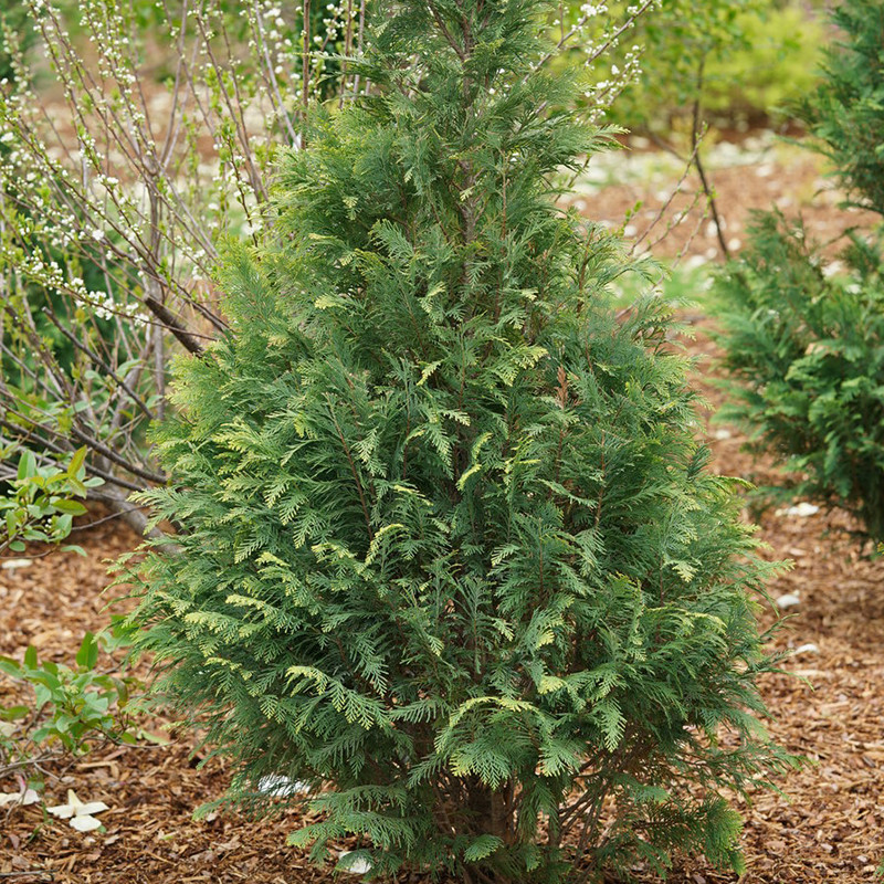 Pinpoint® Blue False Cypress | Plant Addicts