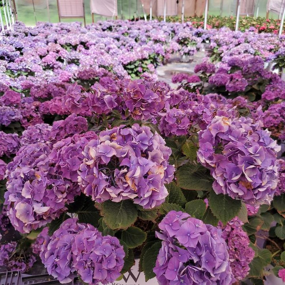 Let's Dance Big Band® Hydrangea | Plant Addicts