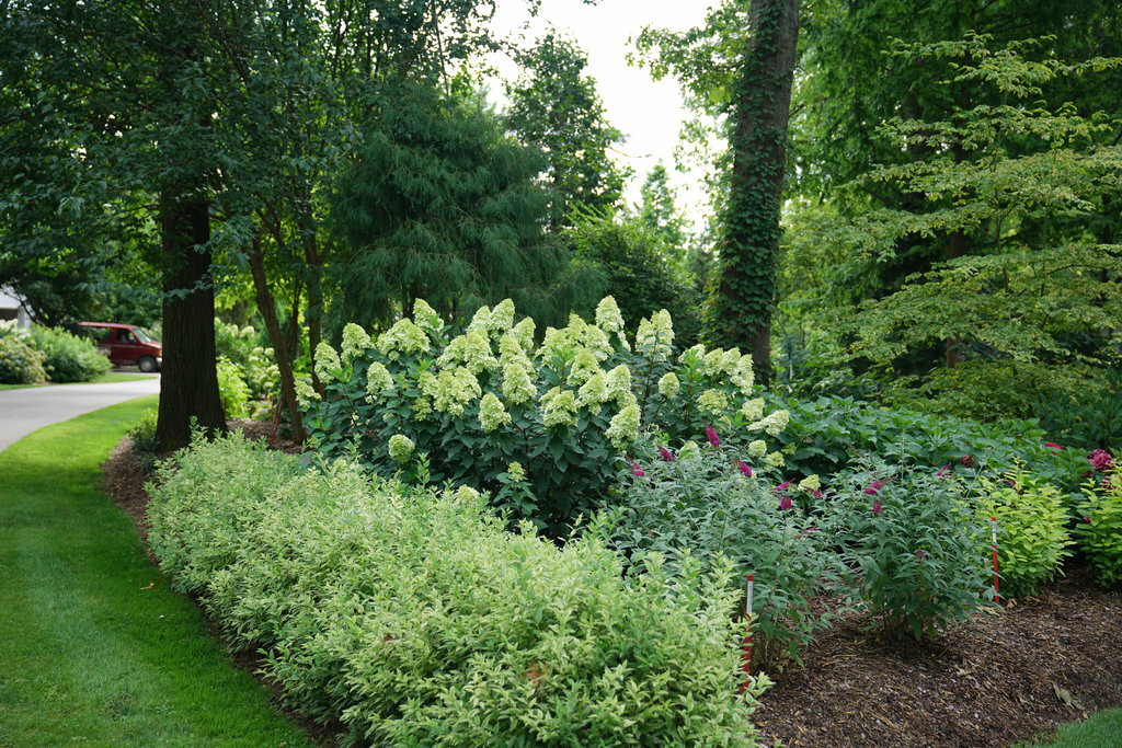 Limelight Prime® Hydrangea | Plant Addicts
