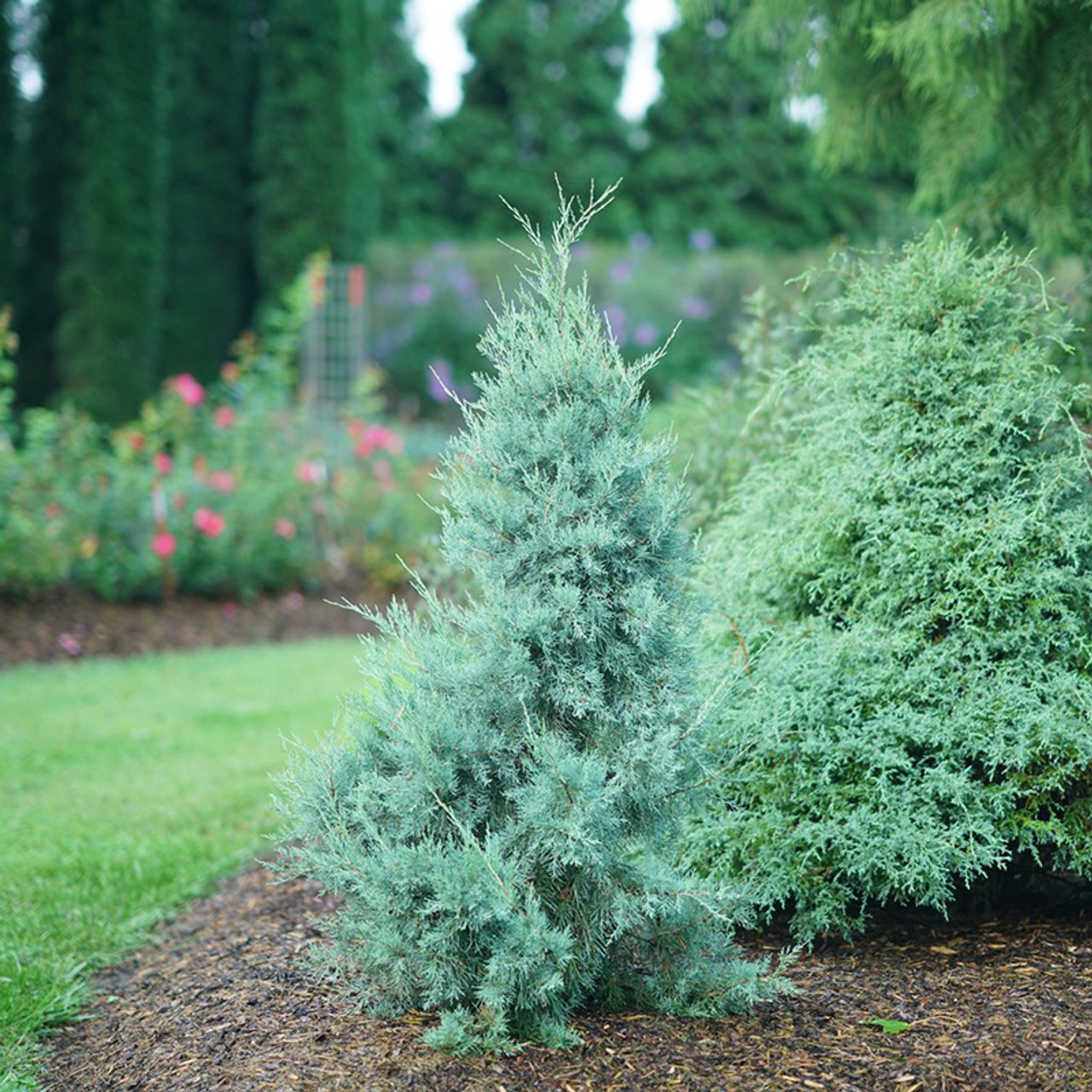 Juniper Bushes For Sale Plant Addicts
