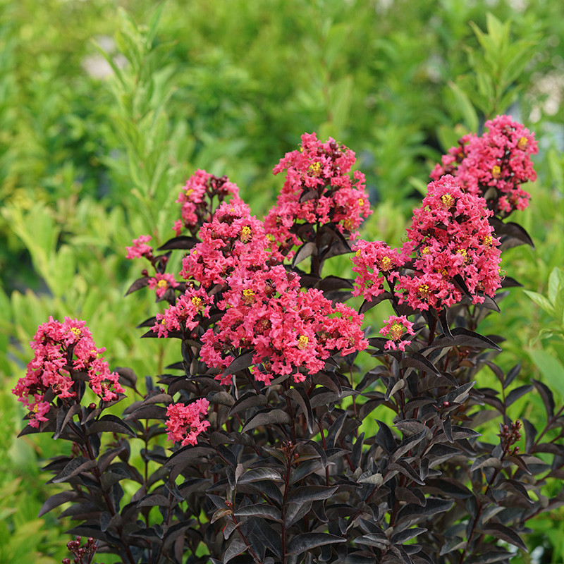 Center Stage® Red Crape Myrtle Plant Addicts