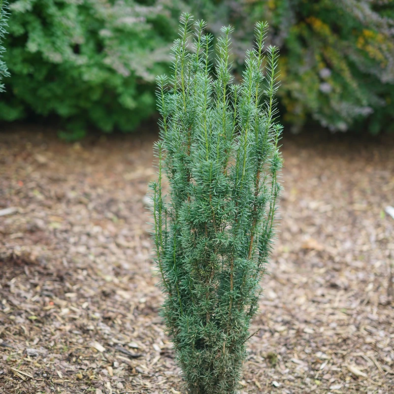 thuja kegelförmig schneiden Lebensbaum Thuja occidentalis Smaragd 160-180 cm Höhe Ballenware main image 0