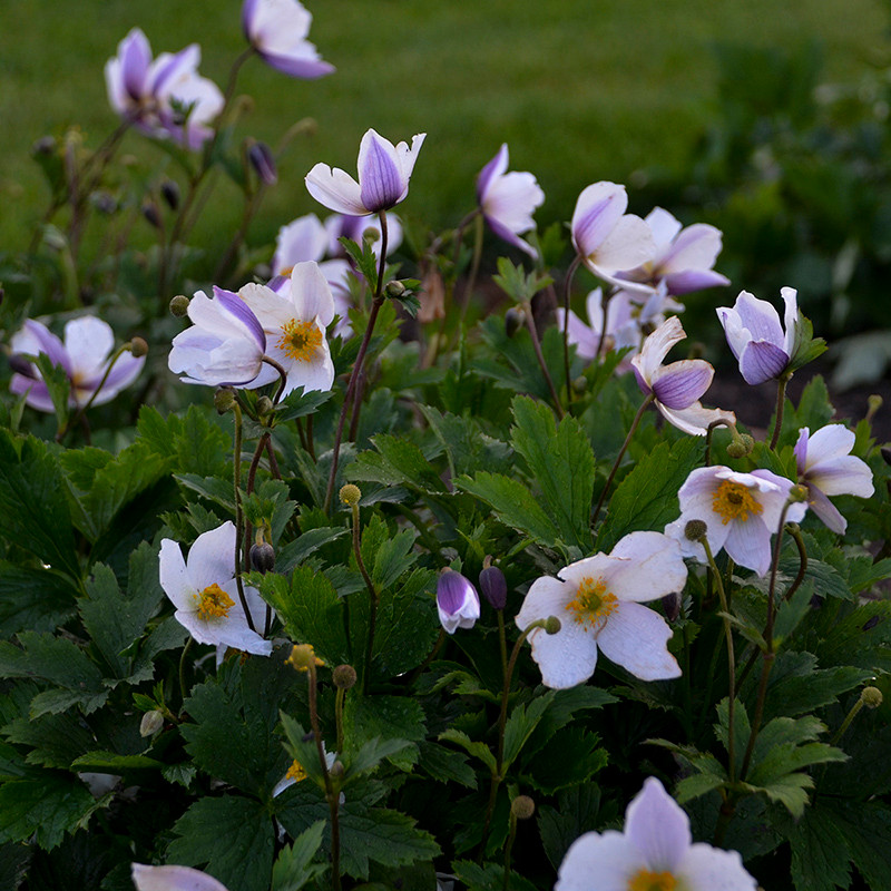 Wild Swan Windflower | Plant Addicts