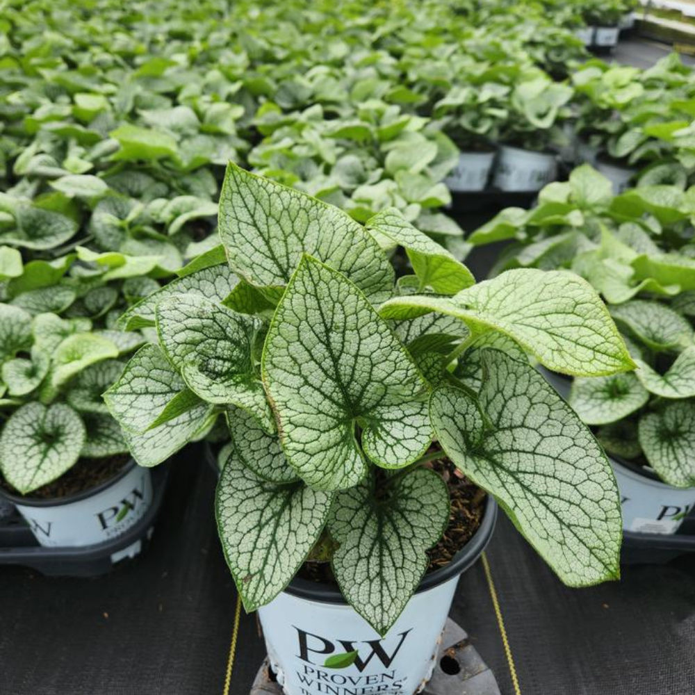 Queen of Hearts Heartleaf Brunnera | Plant Addicts