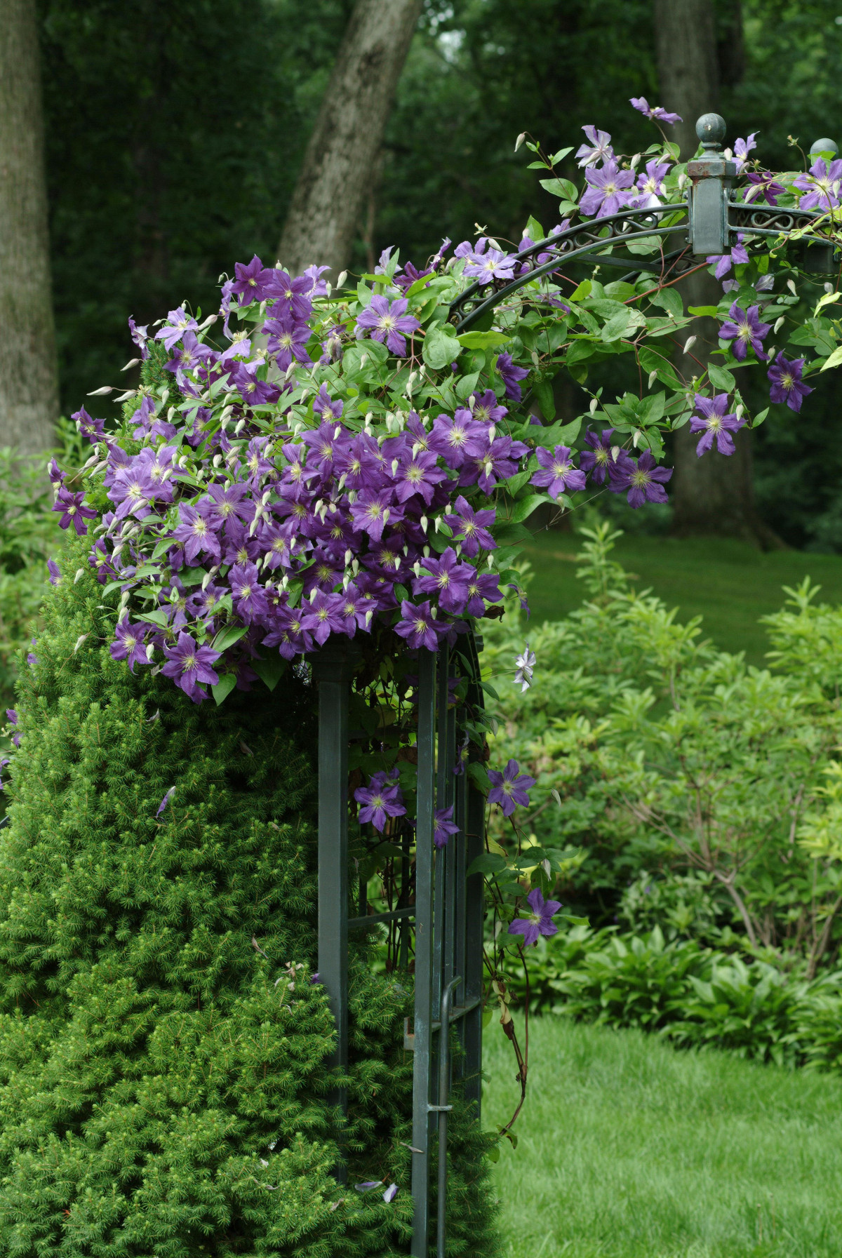 Jackmanii_Clematis_Vine_Growin