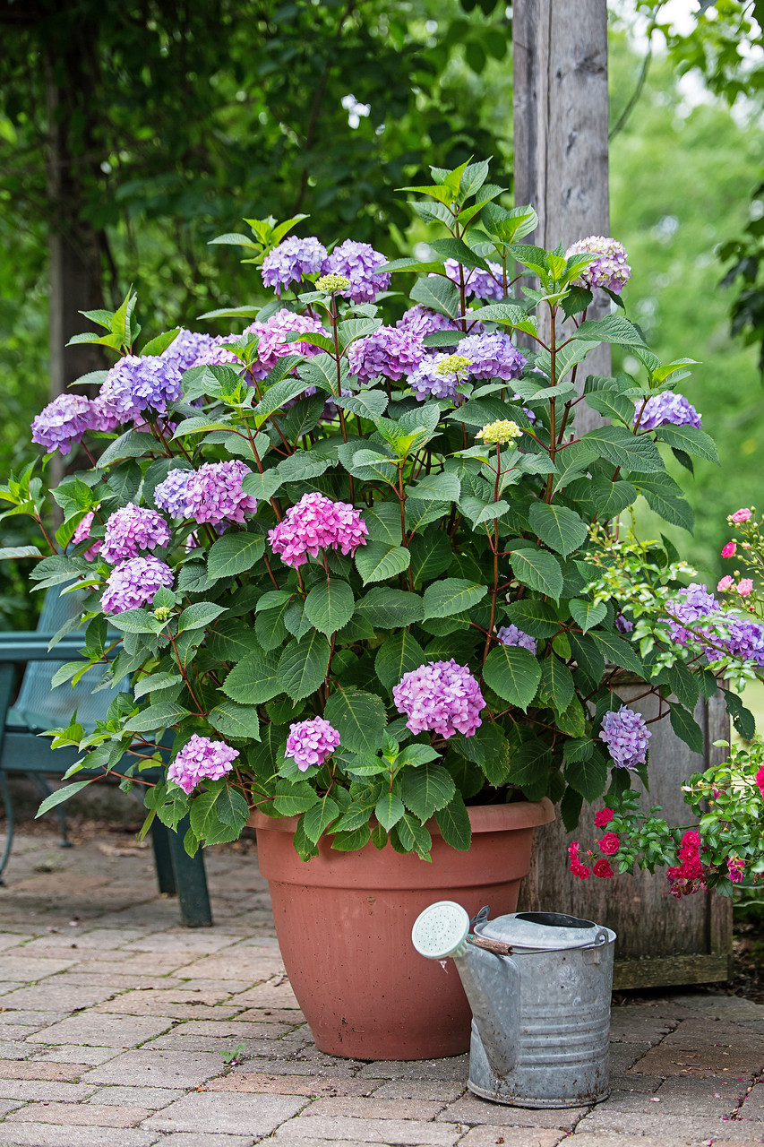 Endless Summer Bloomstruck Hydrangea | PlantAddicts.com