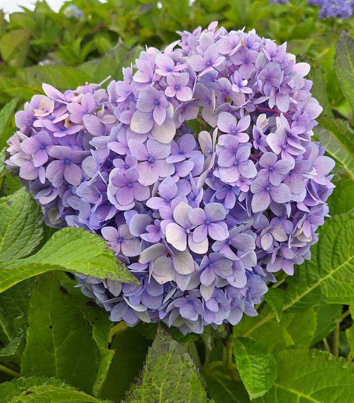 Endless Summer The Original Hydrangea | PlantAddicts.com