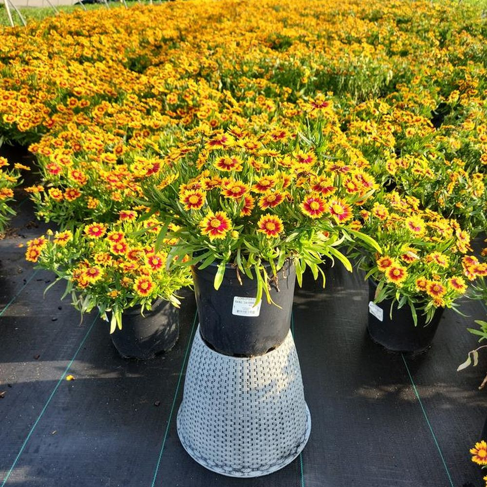 Li'l Bang Daybreak Tickseed | Plant Addicts