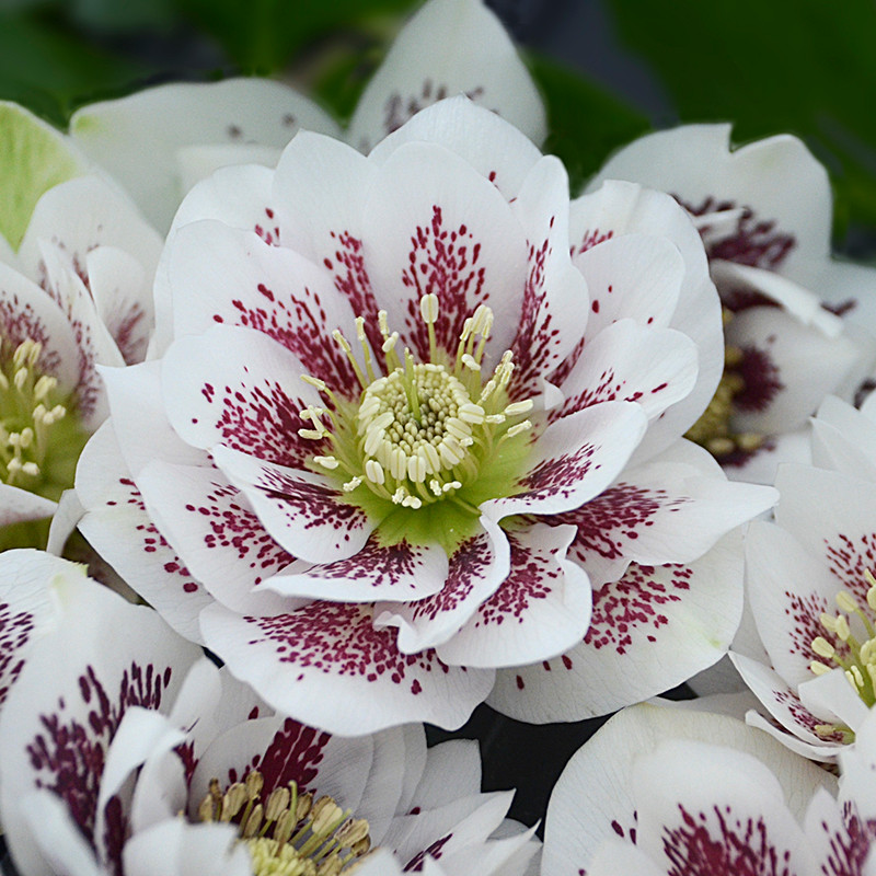 Wedding Party® Confetti Cake Lenten Rose | Plant Addicts