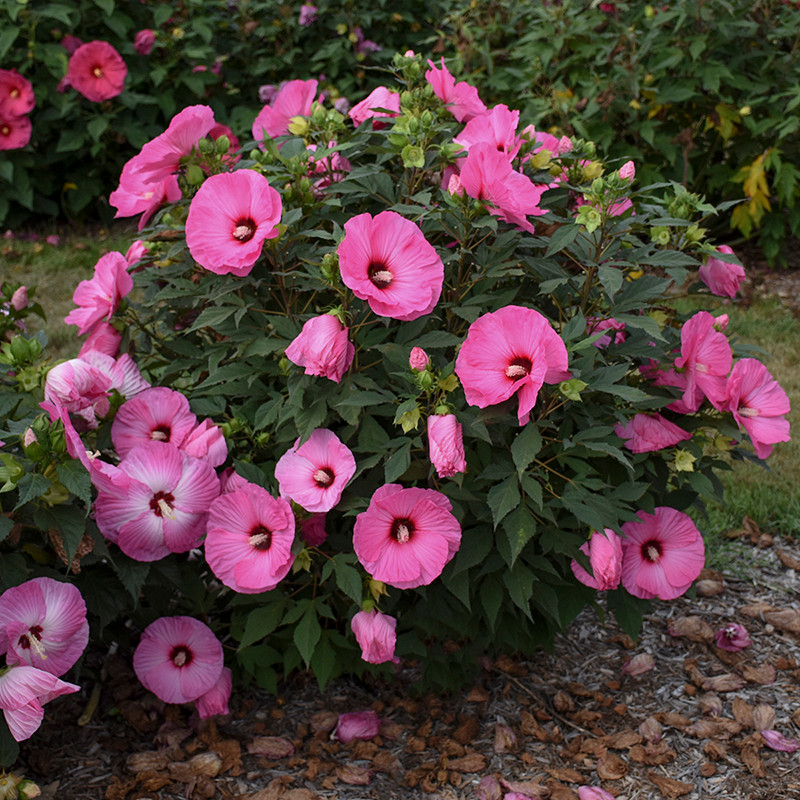 Summerific® Candy Crush Hibiscus | Plant Addicts