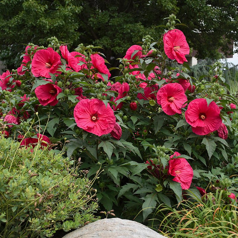 Summer_in_Paradise_Hibiscus_Fl