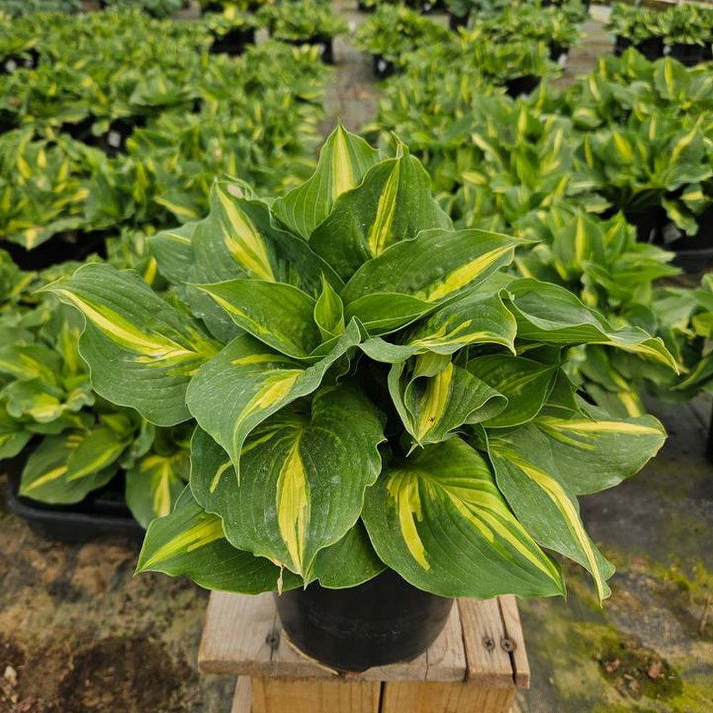 Lakeside Paisley Print Hosta | Plant Addicts