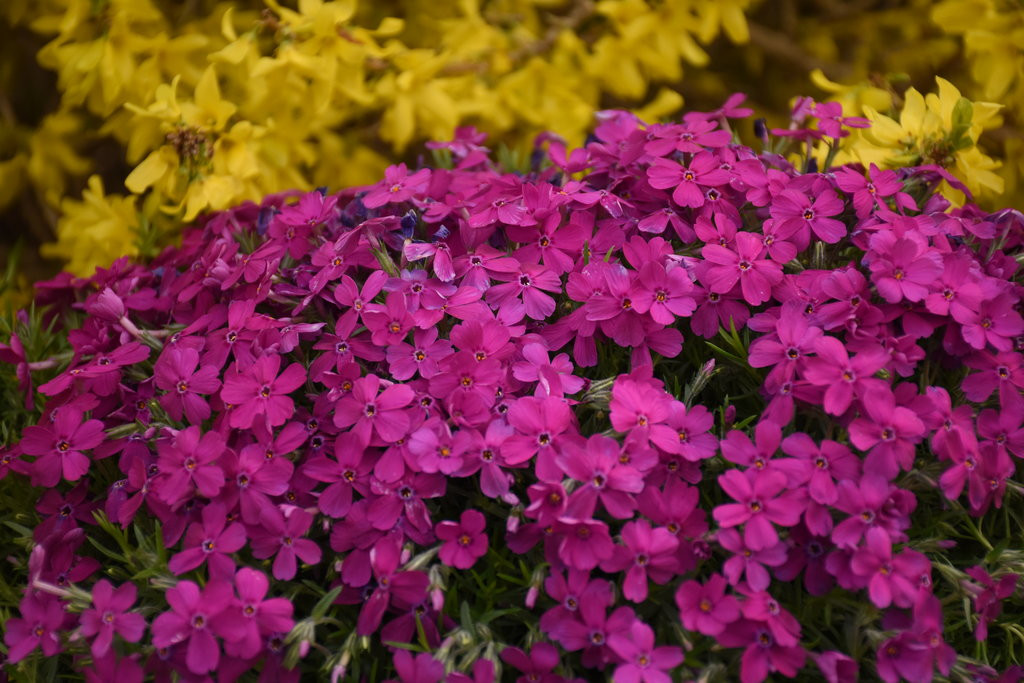 Mountainside Majestic Magenta Phlox | Plant Addicts