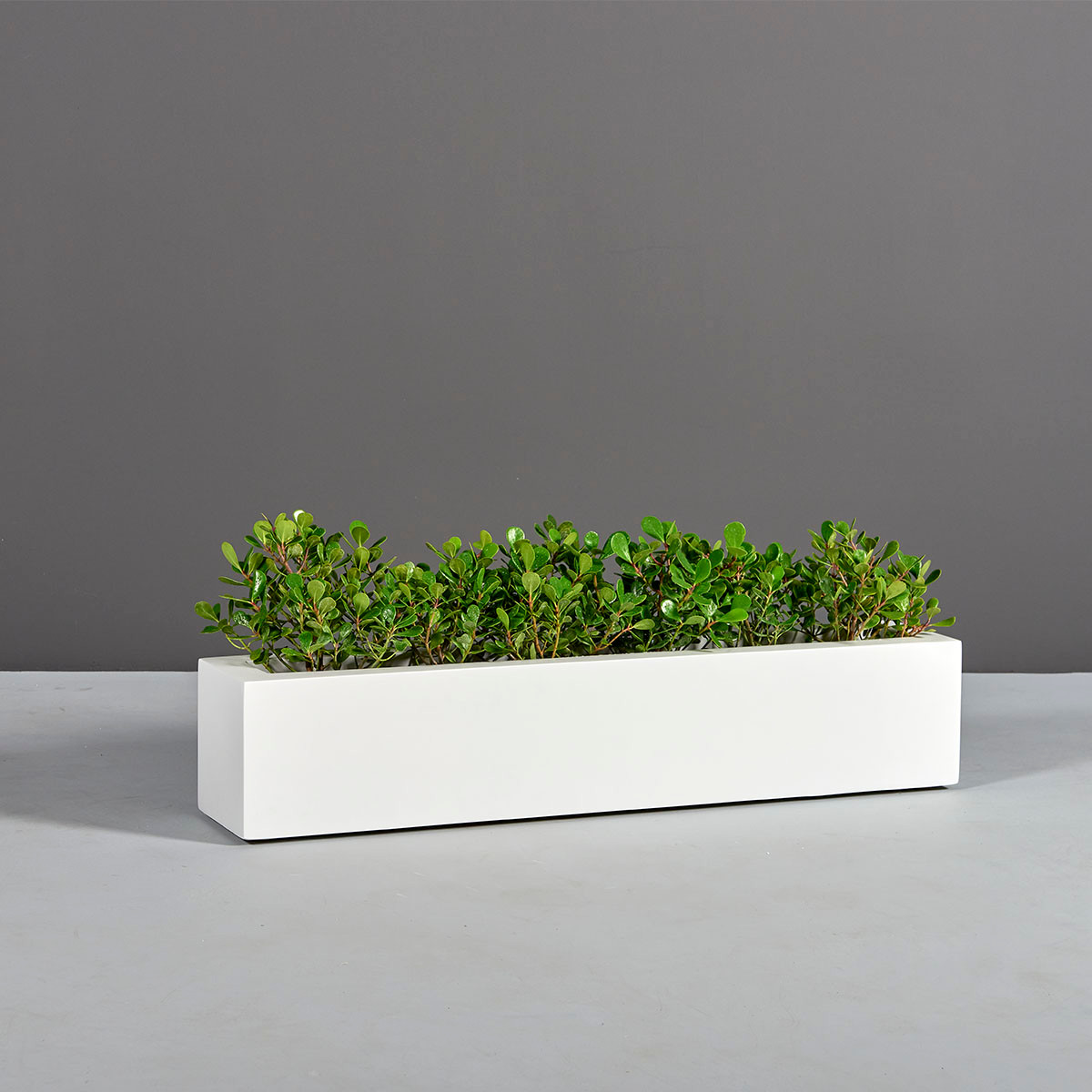 Salon Narrow Low Rectangular Planters - Jay Scotts | Plant Addicts
