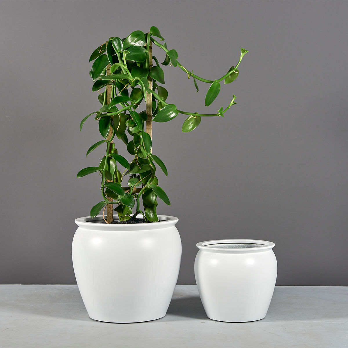 Shanghai_Fishbowl_Planter_with