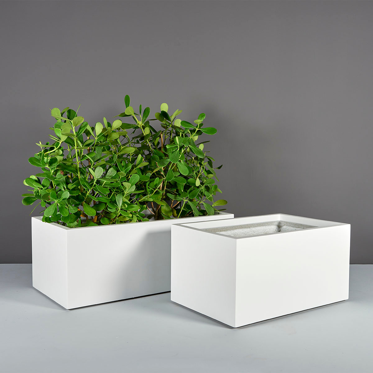 Torino Wide Rectangle Planters - Jay Scotts | Plant Addicts