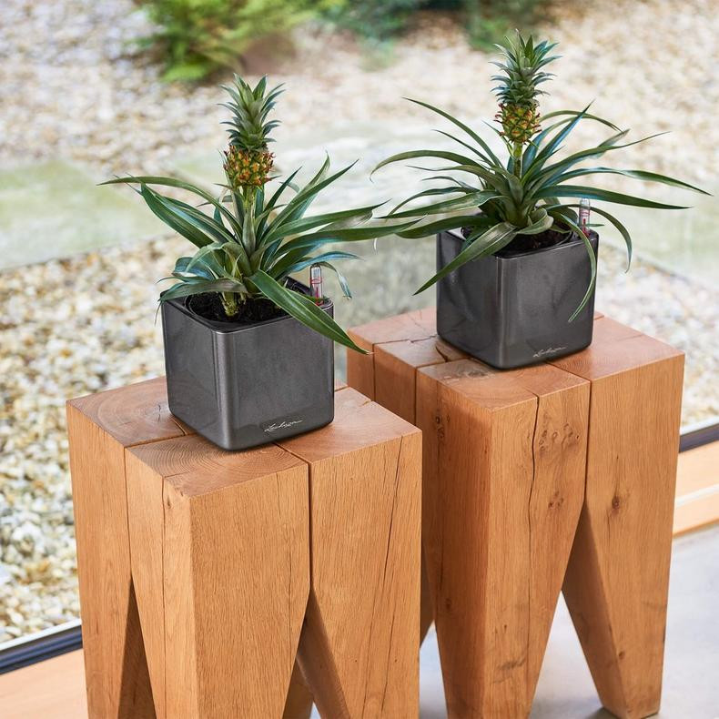self watering large planter Large Rectangular Self-Watering Planter (15 x 5in)  Propagation Diaries