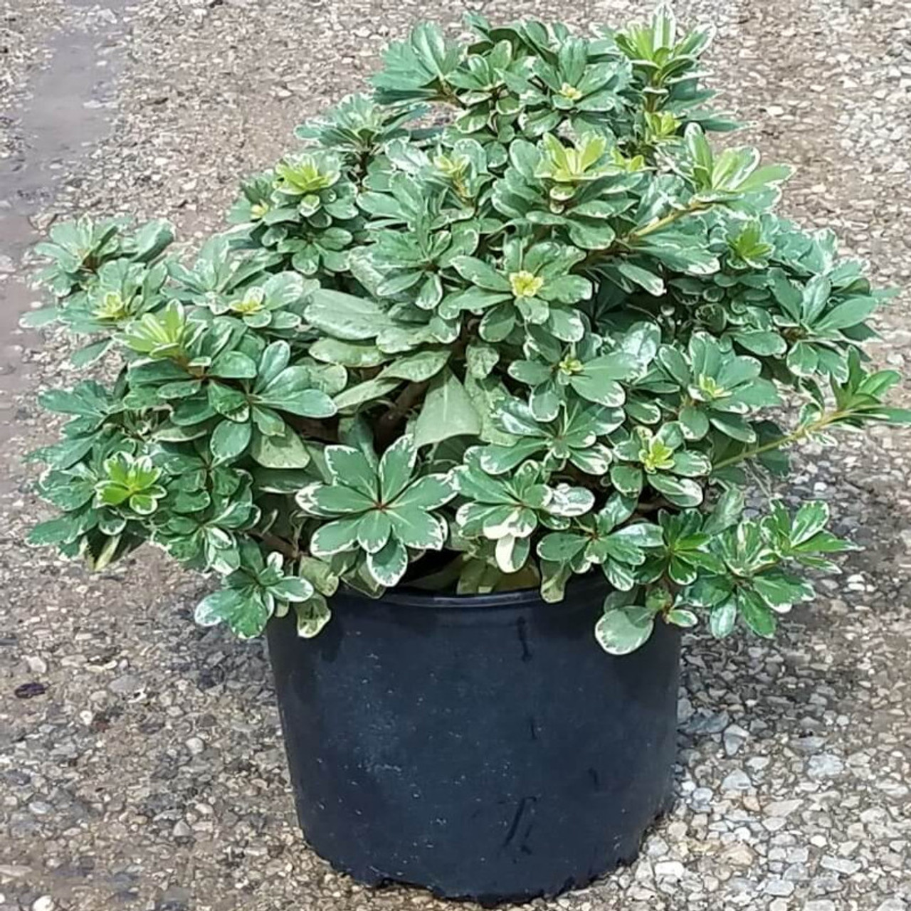 Pittosporum The First Leaf Manga Variegated Pittosporum | PlantAddicts.com