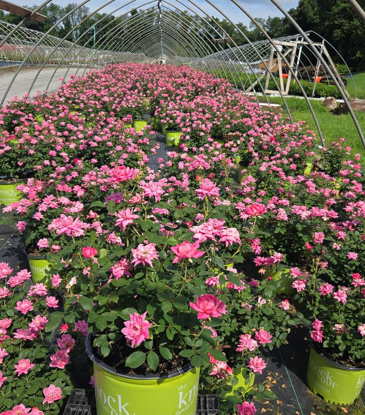 Pink_Double_Knock_Out_Rose_in_