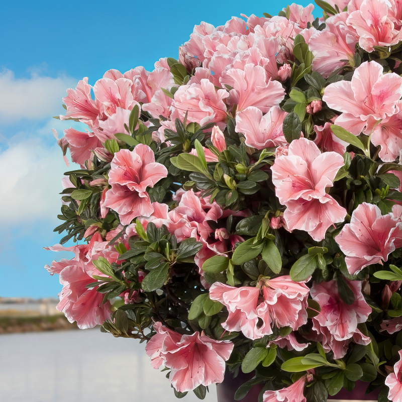 Autumn Sunburst Encore Azalea | PlantAddicts.com