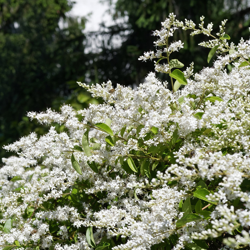 ligustrum japonicum recurvifolium