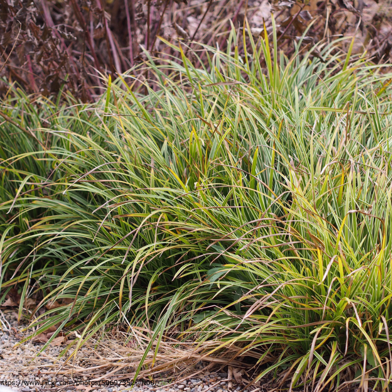 Variegated Liriope | PlantAddicts.com