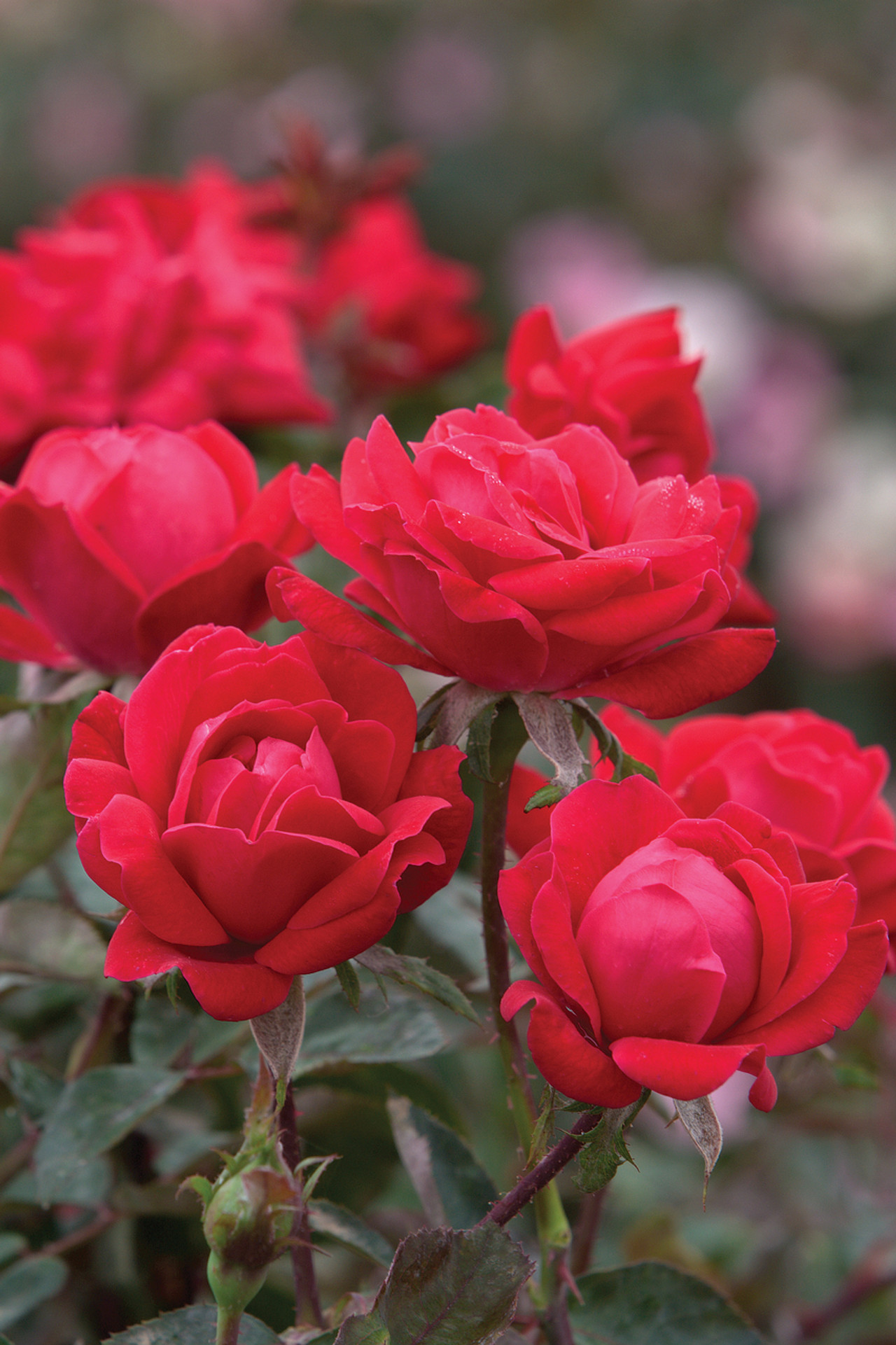 Red Double Knock Out Rose | PlantAddicts.com