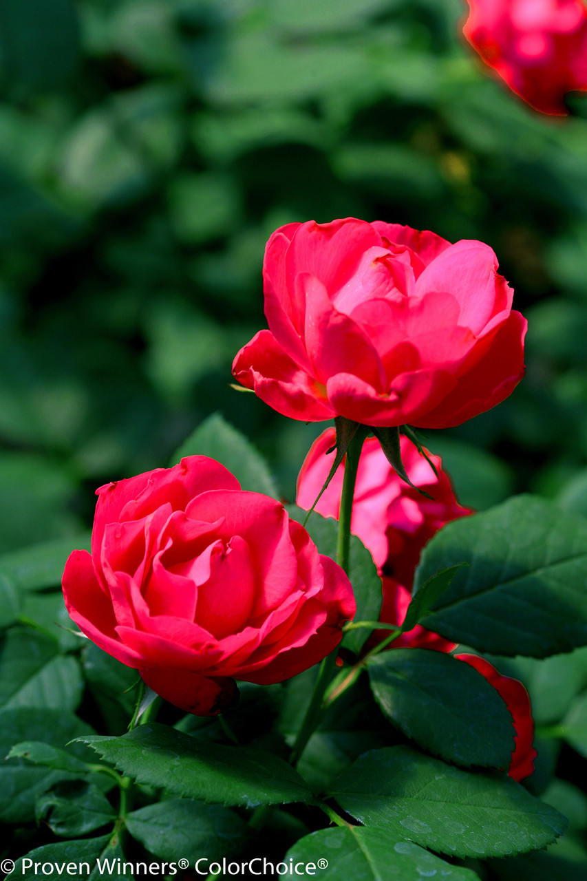 Oso Easy® Double Red Rose Bushes | Plant Addicts