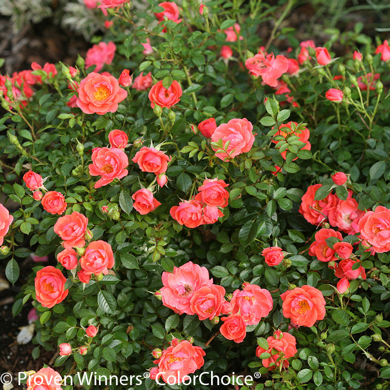 Oso Easy® Mango Salsa Rose Bushes | Plant Addicts