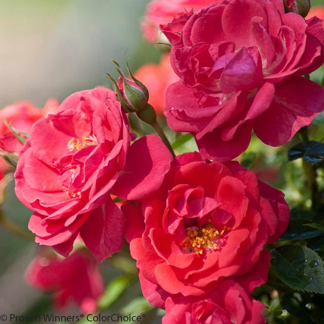 Oso Easy® Mango Salsa Rose Bushes | Plant Addicts
