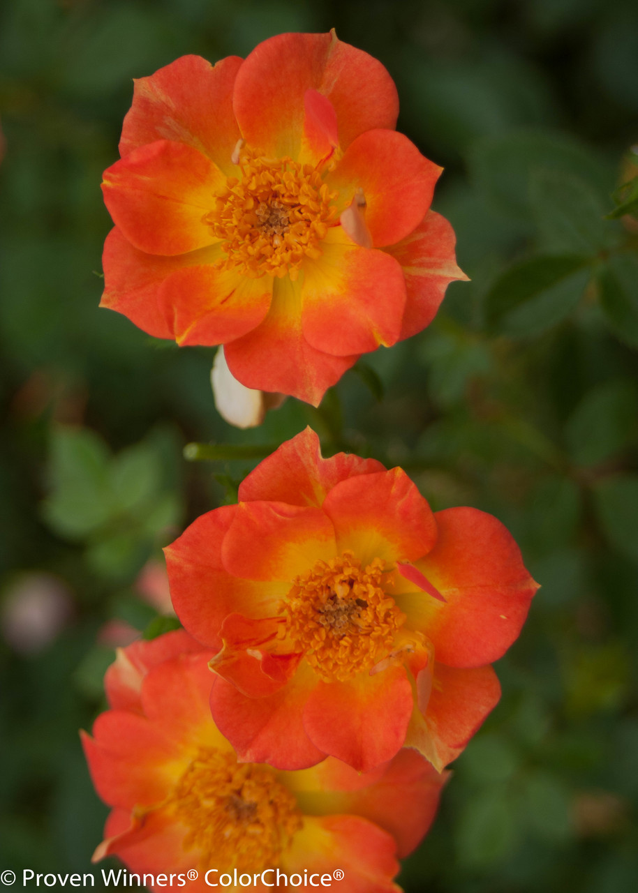 Oso Easy® Paprika Rose Bushes Plant Addicts