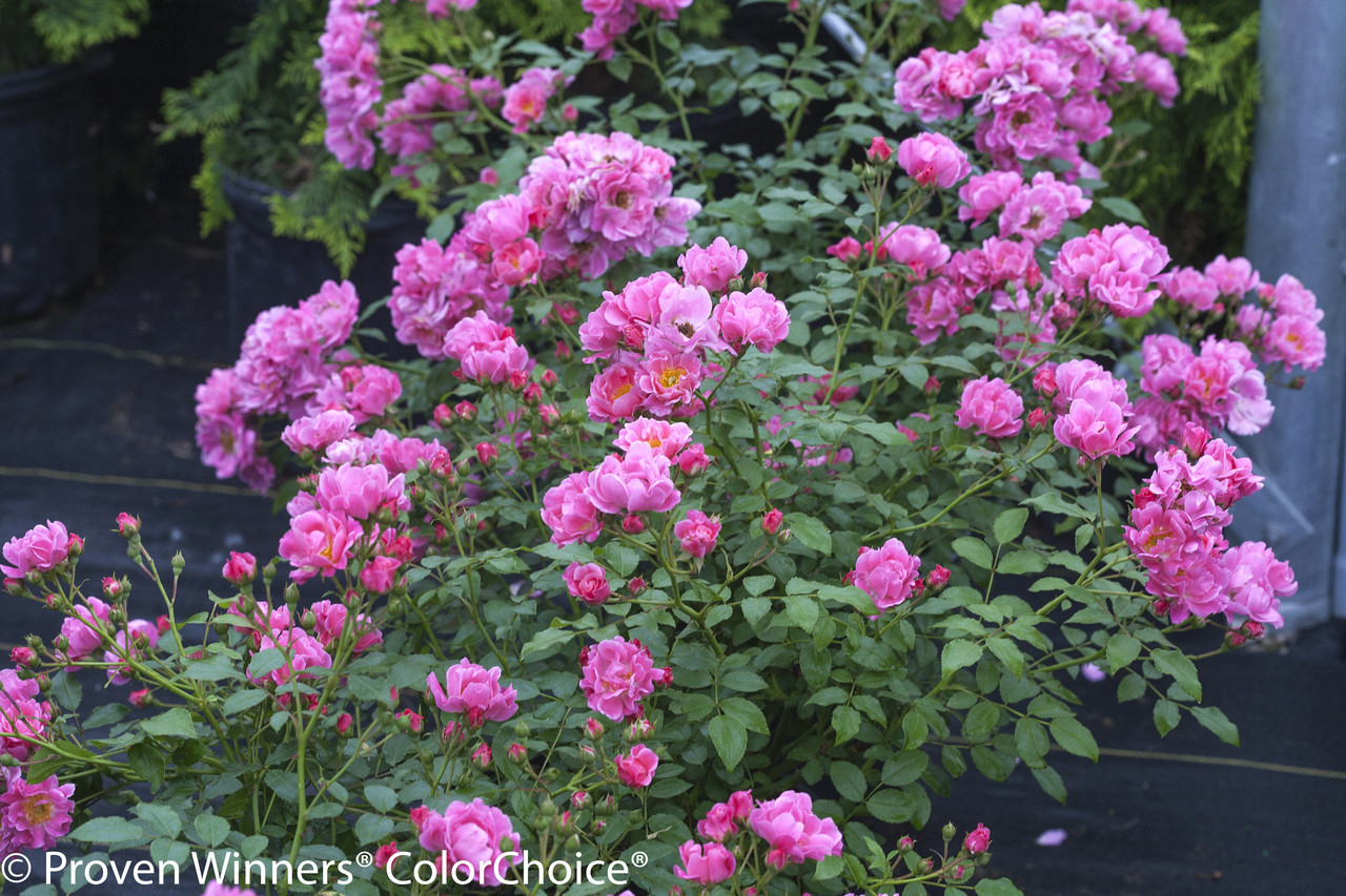 Oso Easy® Double Pink Rose Bushes | Plant Addicts