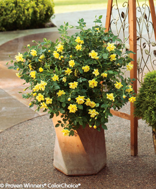 Oso_Easy_Lemon_Zest_Rose_Bush_