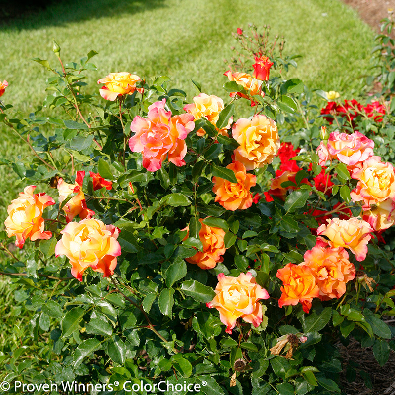Coral Knock Out Rose | PlantAddicts.com