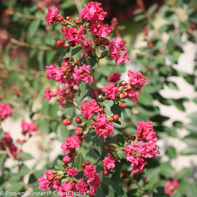 Infinitini® Brite Pink Crape Myrtle | Plant Addicts