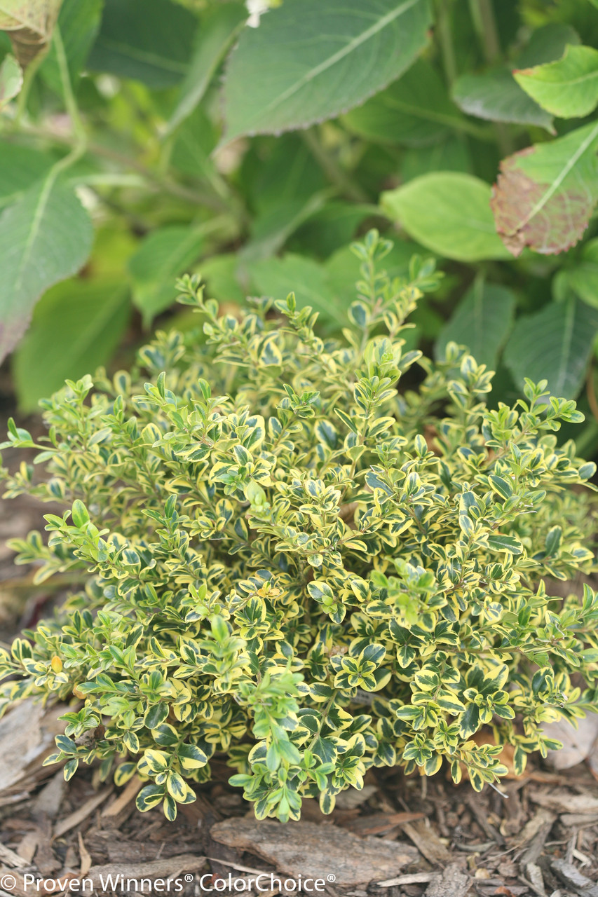 Wedding Ring® Boxwood Plant Addicts