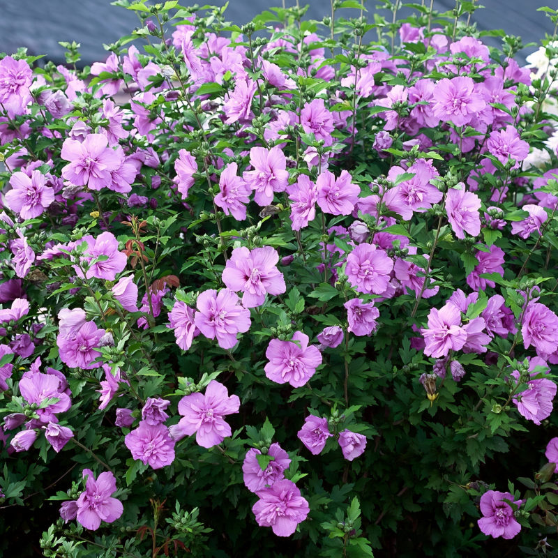 Lavender Chiffon Rose of Sharon | Plant Addicts