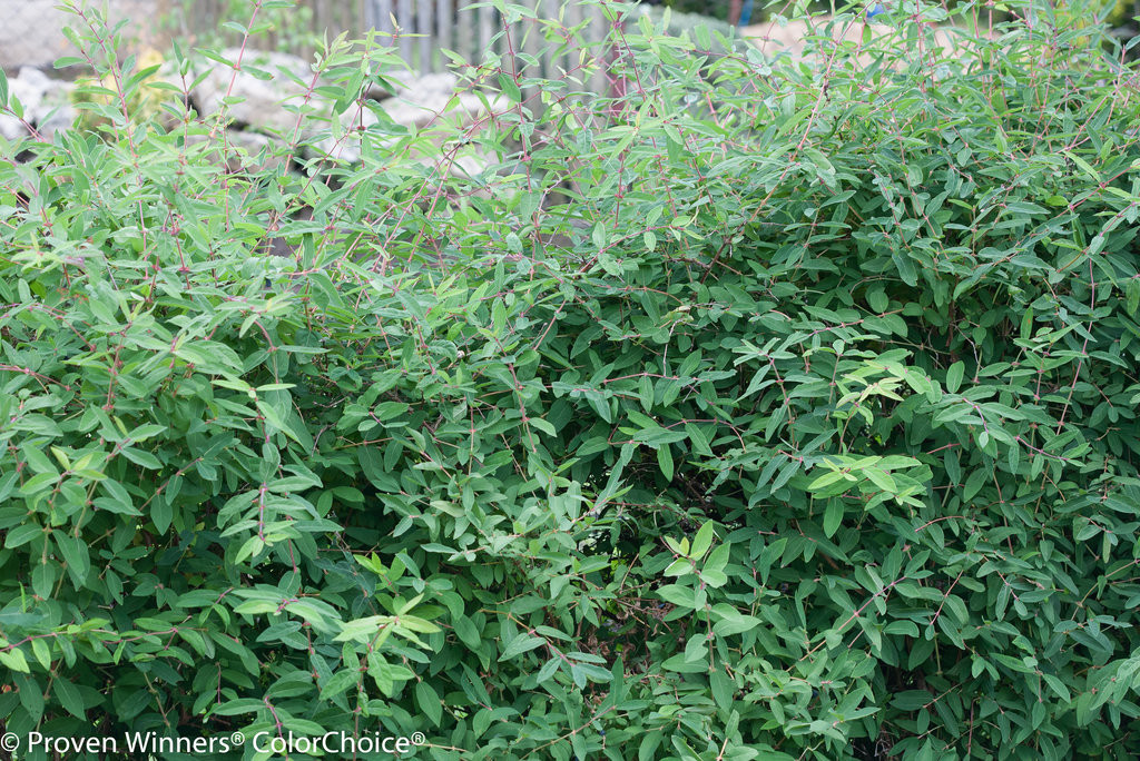Sugar Mountain Blue Honeysuckle