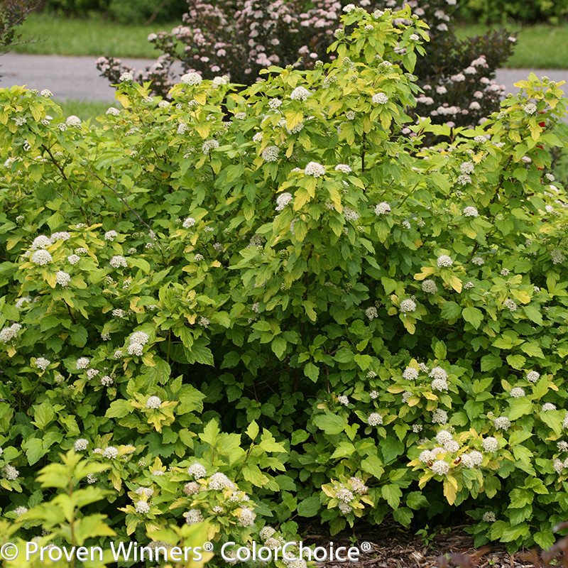 Festivus Gold® Ninebark | Plant Addicts