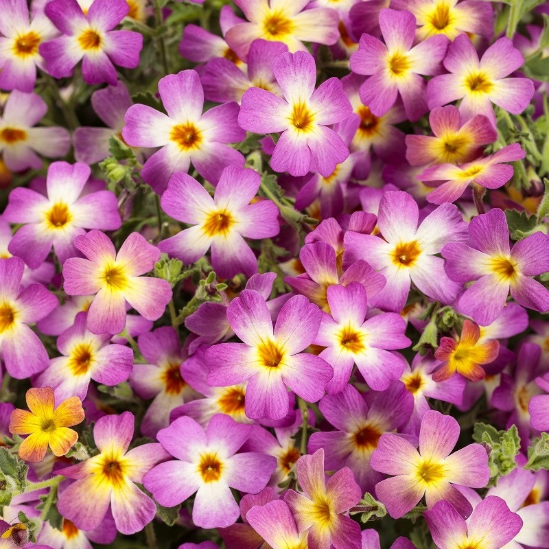 Safari Dawn™ South African Phlox | PlantAddicts.com