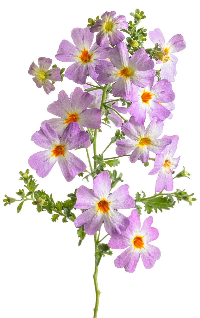 Safari™ Sky South African Phlox | PlantAddicts.com