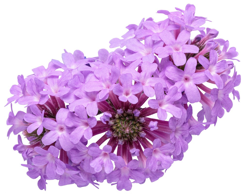 Cake Pops® Purple Tuberous Verbena | PlantAddicts.com