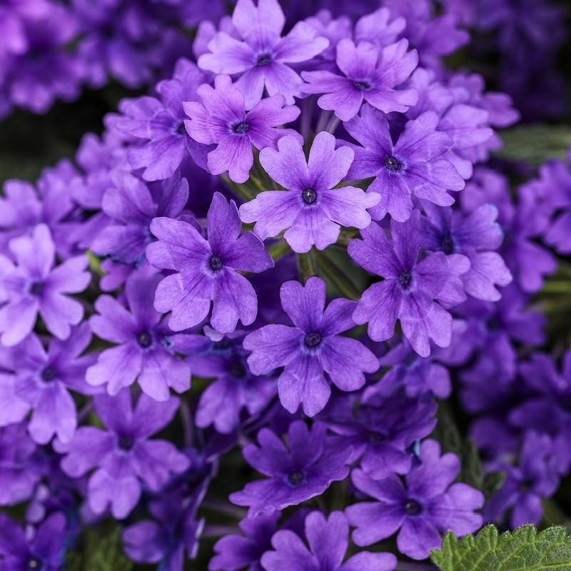 Superbena® Imperial Blue™ Verbena | PlantAddicts.com